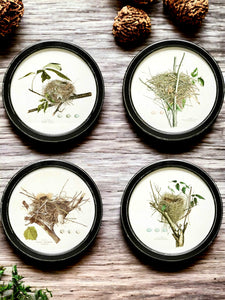 Framed Wall Decor with Nest Print, 4 Styles