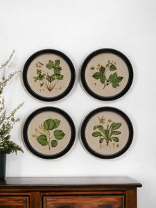 Botanical Reverie Wall Décor (Set of 4)